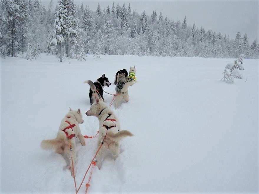 Ullas-husky-farm-safari-Taxari-Travel-Lapland-05