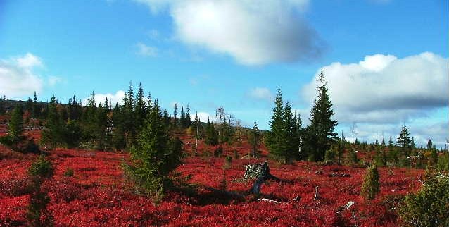 Autumn-colors-Lapland-Taxari-Travel
