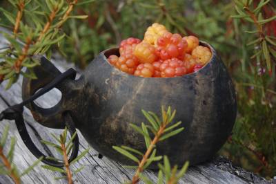 Lakka-berry-Taxari-Travel-Lapland