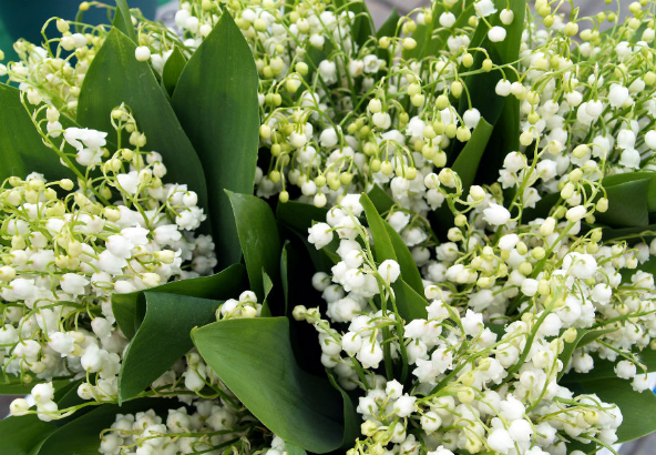 Summer-flowers-Taxari-Travel-Lapland