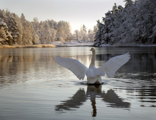 Nature-summer-SeaLapland-Taxari-Travel-14