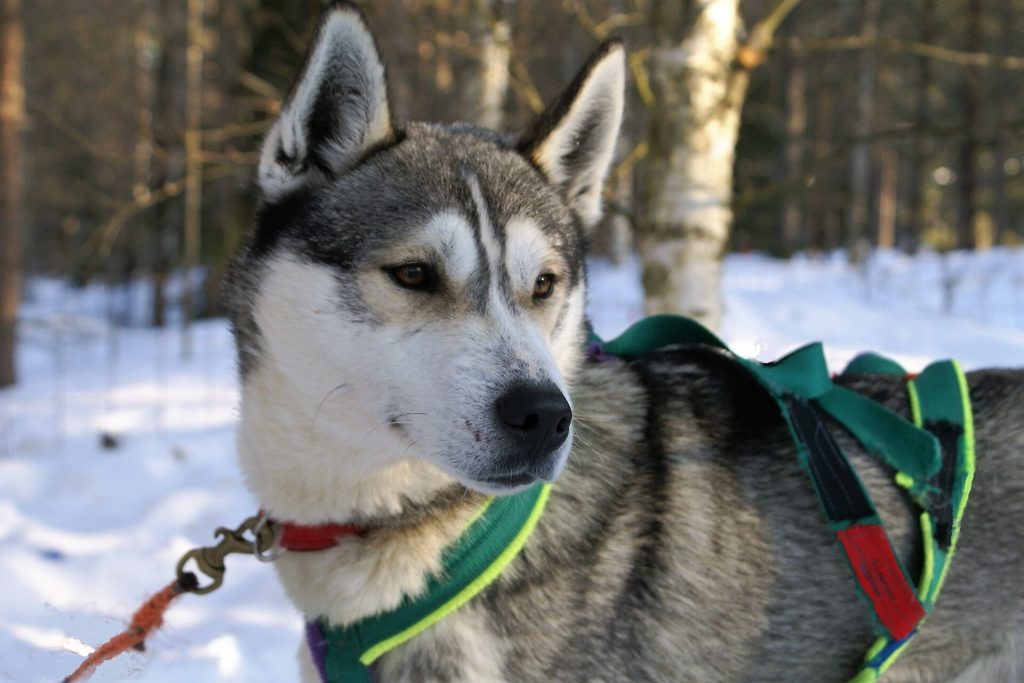 Husky-safari-Lapland-Taxari-Travel