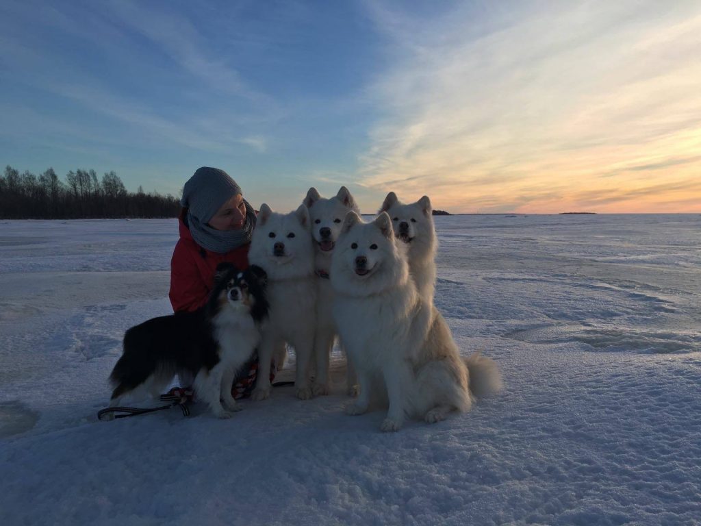 Arctic-Snow-Dogs-Kemi-Taxari-Travel-Lapland