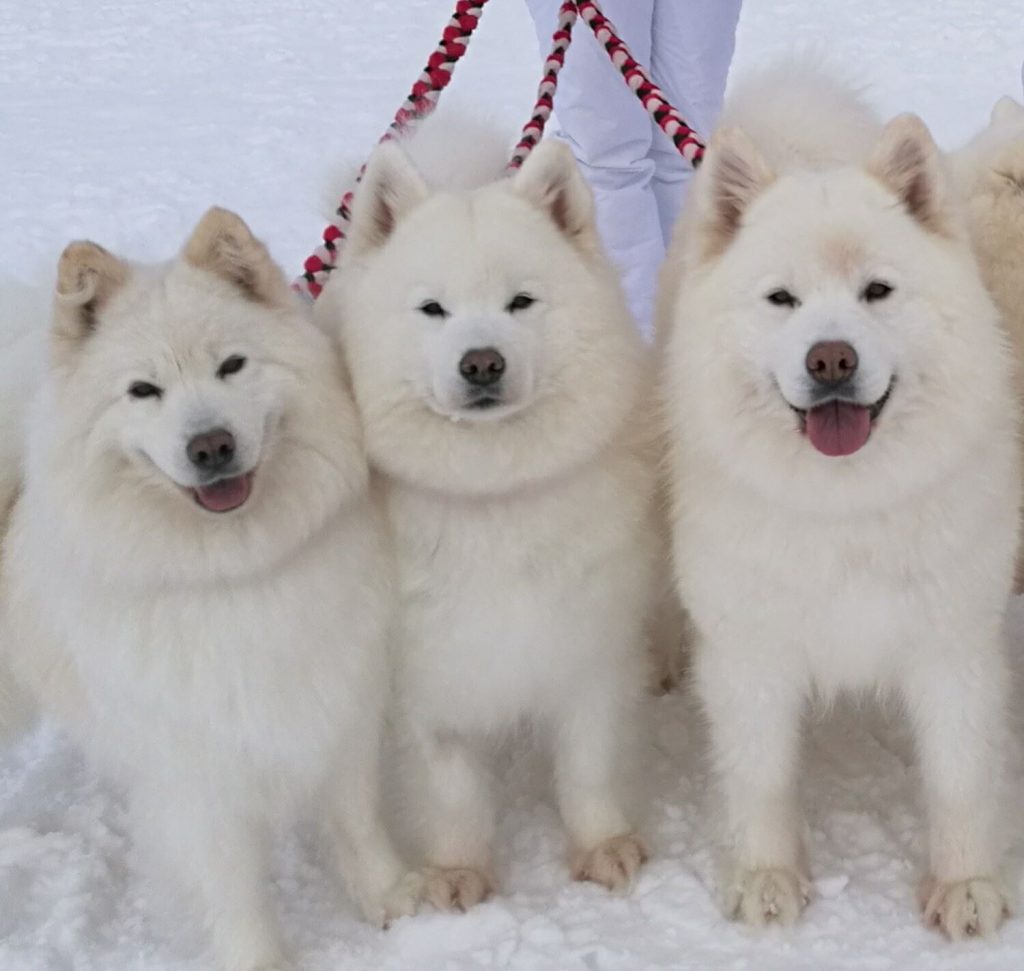 Arctic-Snow-Dogs-Kemi-Taxari-Travel-Lapland-01