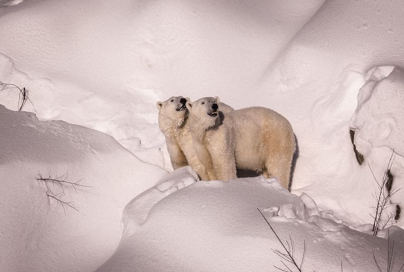 Polar-Bear-Ranua-Zoo-Taxari-Travel-Lapland