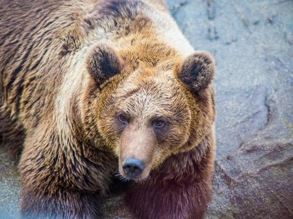 Ranua-Zoo-Taxari-Travel-Lapland-02