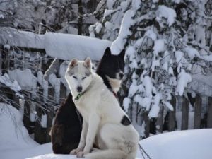husky-dogs-Kemi-Taxari-Travel-Lapland