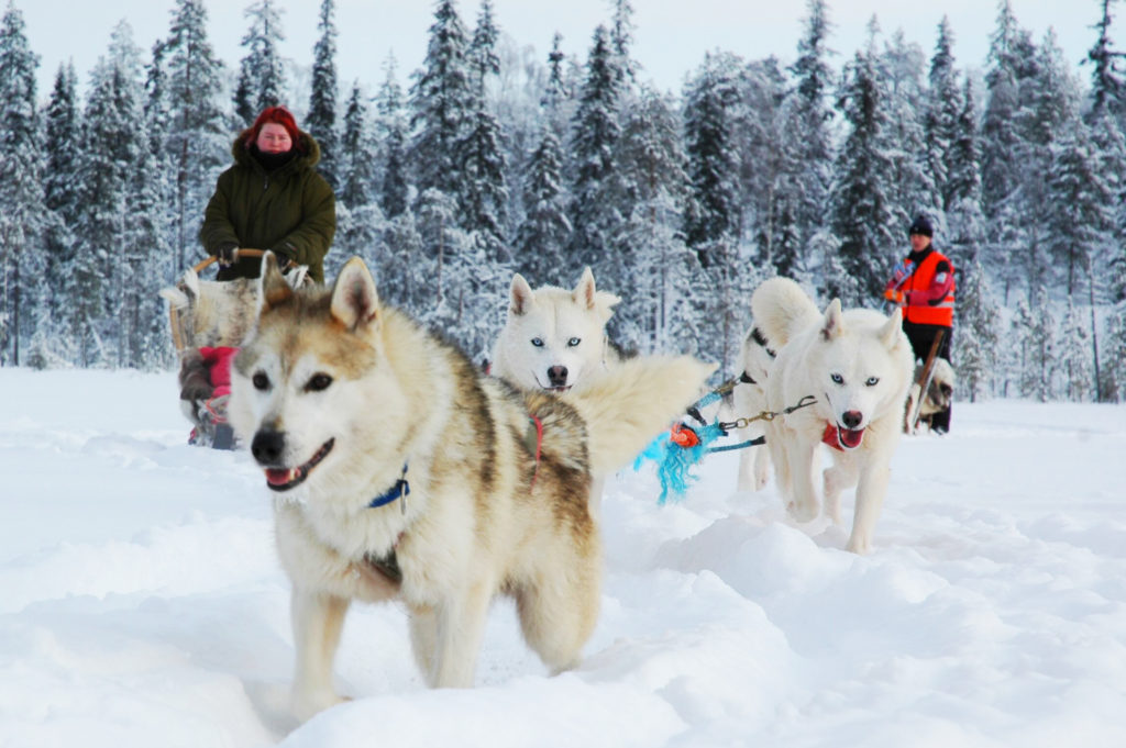 Husky safari and excursion on the farm - Taxari Travel Agency Lapland