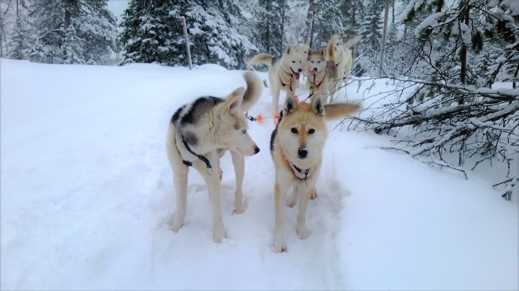 Ullas-husky-farm-safari-Taxari-Travel-Lapland-03