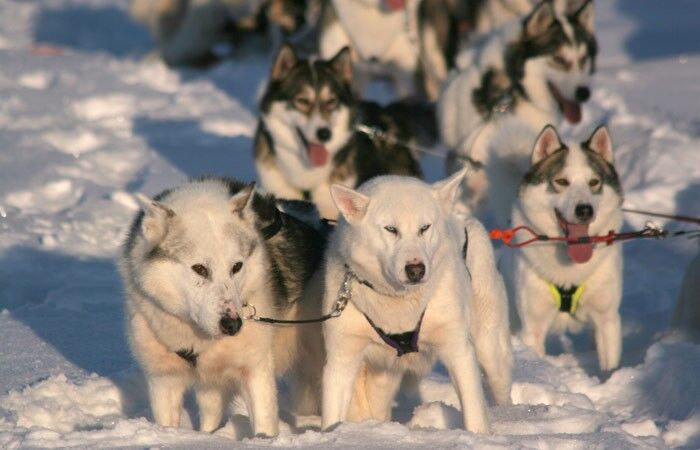 Husky safari and excursion on the farm - Taxari Travel Agency Lapland