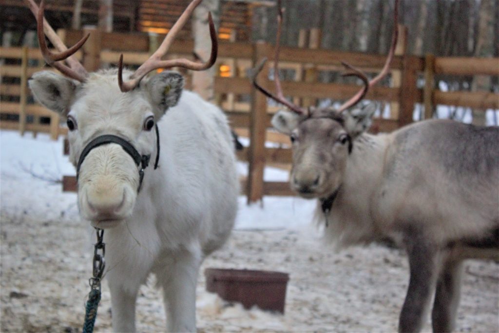 Reindeer-farm-Arkadia-Kemi-Taxari-Travel-Lapland-12