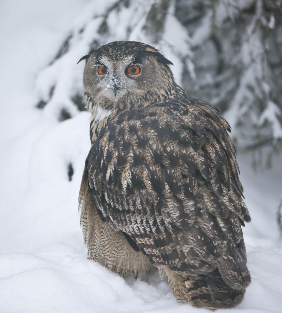 Ranua-Zoo-Taxari-Travel-Lapland-09