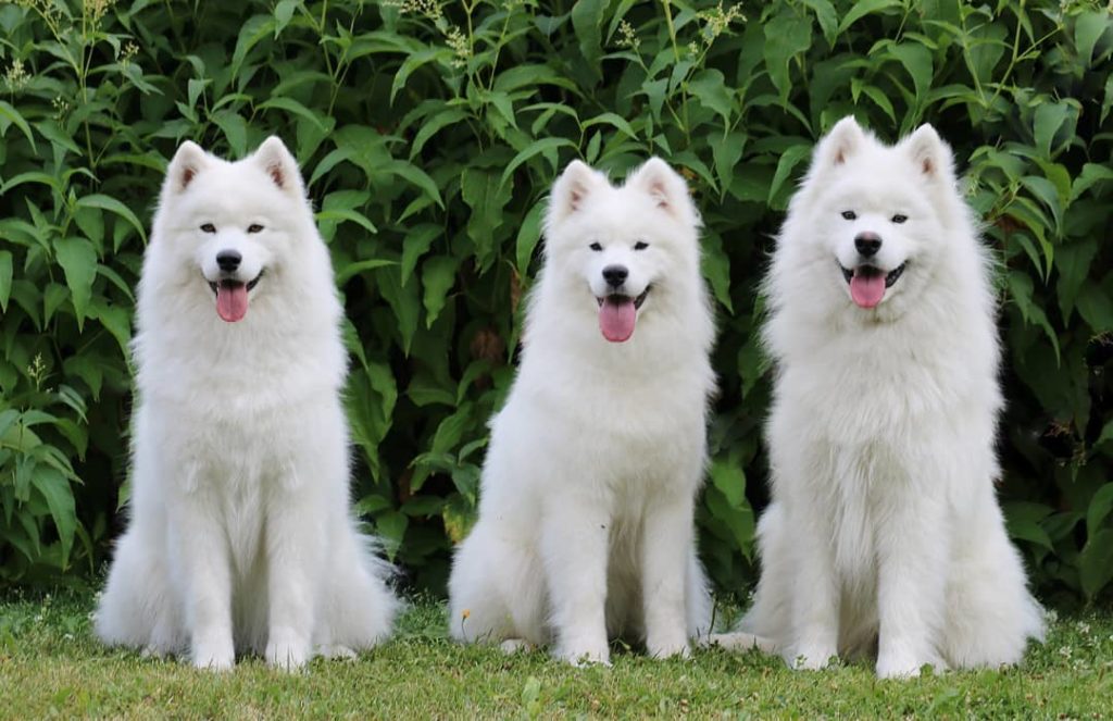 Arctic-Snow-Dogs-Taxari-Travel-Lapland-07