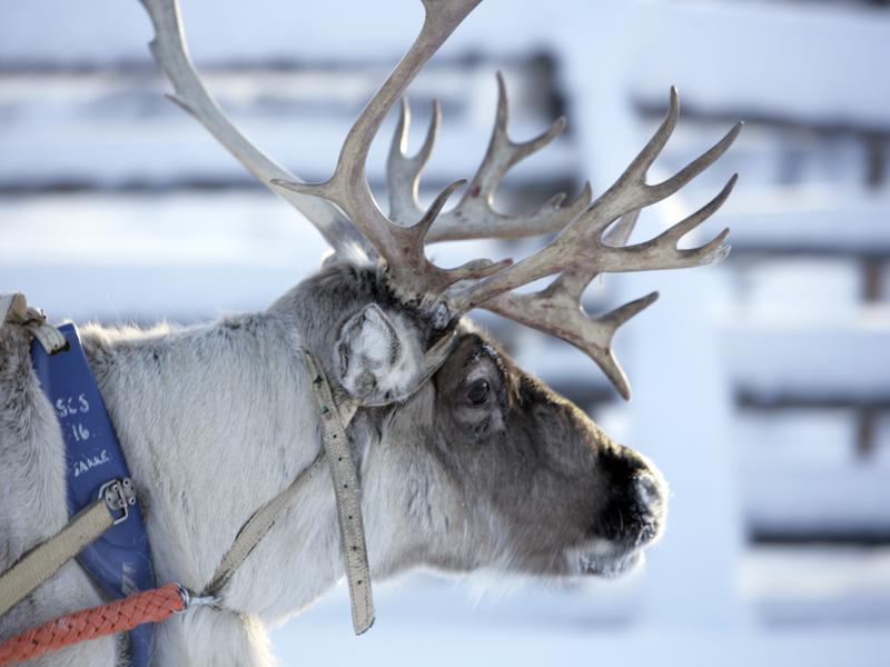 Reindeer safari-SeaLapland-Taxari-Travel-Lapland