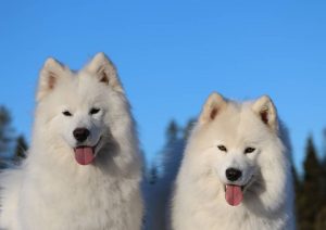 Arctic-Snow-Dogs-Taxari-Travel-Lapland-06