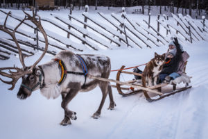 reindeer sleigh lapland