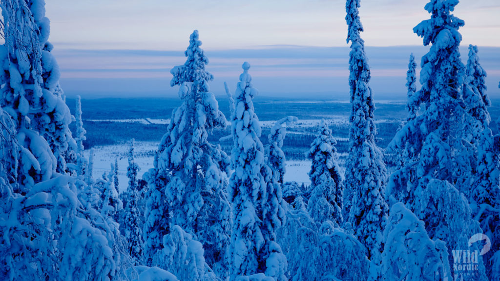Levi-Winter-Taxari-travel-Lapland-04