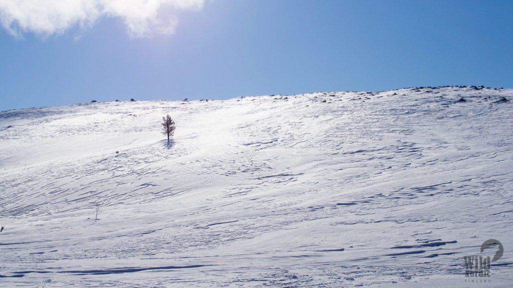 Levi-Lapland-Taxari-Travel