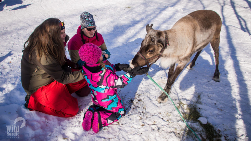 Reindeer-safari-Levi-Winter-Taxari-travel-Lapland-02