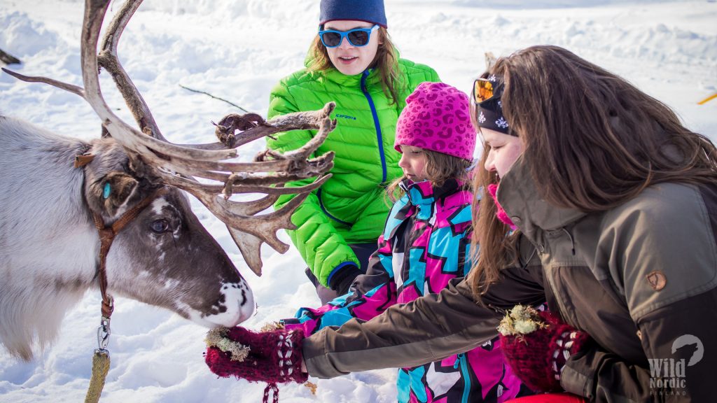 Reindeer-safari-Levi-Winter-Taxari-travel-Lapland-01