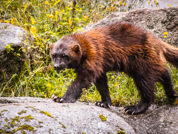 Ranua-Zoo-Taxari-Travel-Lapland
