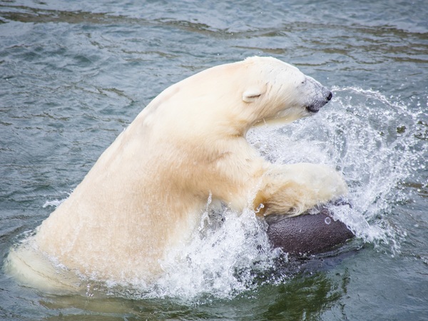 Ranua-Zoo-Taxari-Travel-Lapland-01