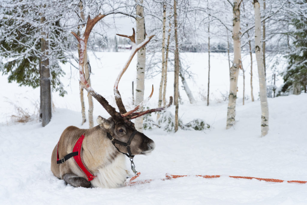 Snowmobile-safari-to reindeer-farm-Taxari-Travel-1
